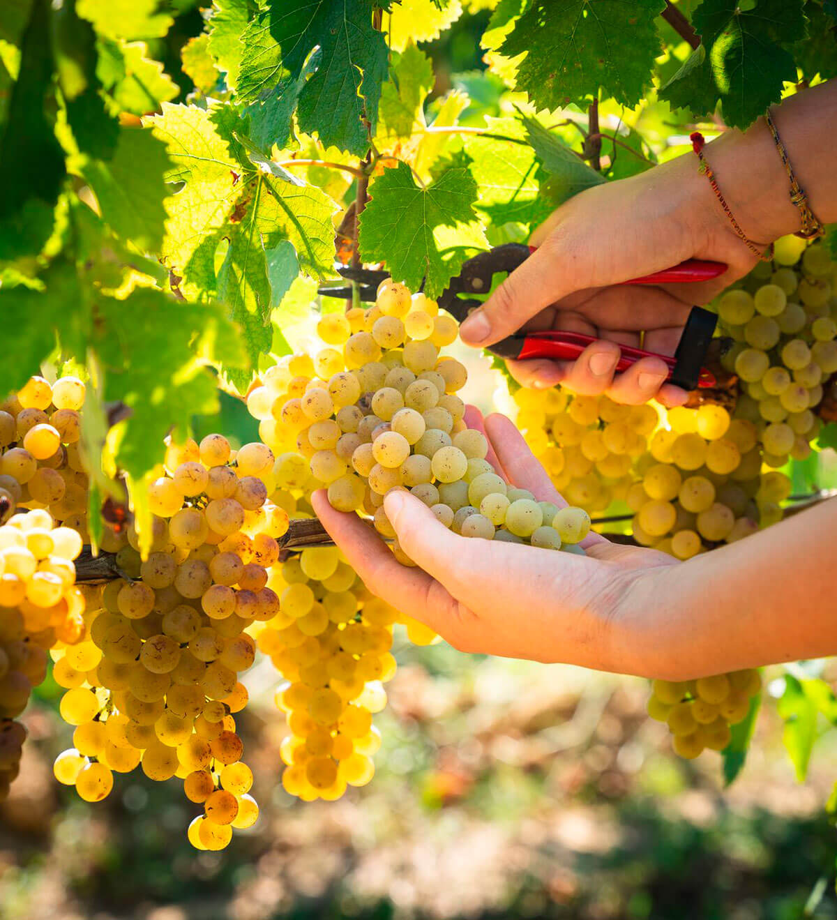 Felice NYC - Vineyard